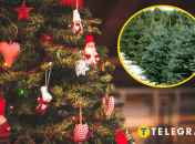 В Киеве работают елочные базары