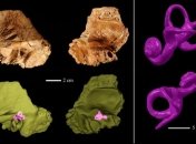 Какова была структура внутреннего уха неандертальцев?