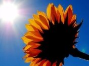 С понедельника в Украине будет тепло и без осадков