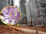 Рослина пізньоцвіт