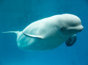 "Хвалдимир" – кит вида белуга, ставший известным в 2019 году