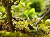 Мох з дерев потрібно негайно видаляти (зображення створено за допомогою ШІ)