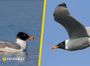 Мартин Каспийский