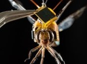 Ученые сделали из стрекозы "живой дрон" (Видео)