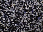 Морские микроорганизмы помогли химикам создать биоразлагаемый пластик