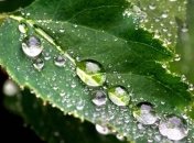 Погода в Украине 2 августа: ожидаются дожди с грозой