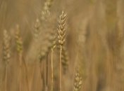 В Херсонской области завершили уборки ранних зерновых культур