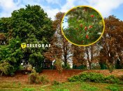 Тис ягодный