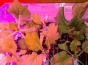 На МКС собрали первый урожай капусты