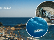 В Черном море появился серебристый тетраодон