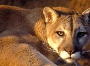 Полиция поймала пуму в центре канадского города