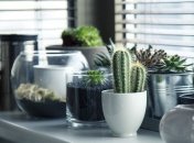 Освежаем интерьер: замечательные способы озеленения квартиры