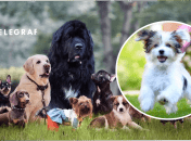 Міжнародний день собак