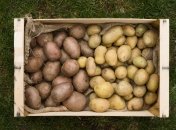 Як саджати картоплю