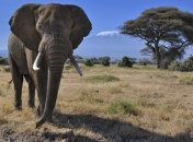 Найден бивень древнего слона