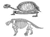 Ящер эвнотозавр оказался предком черепах