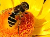 Пчелы за полтора века уменьшились в размерах