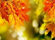 Погода в Украине на 5 ноября: по всей стране - понижение температуры