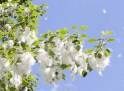 Тополиный пух – серьезный аллерген