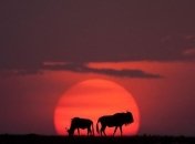 Умиротворение: африканские закаты в объективе фотографа дикой природы (Фото) 