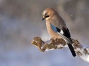 Поразительные факты о птицах (Фото)