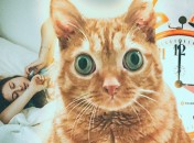 Многие украинцы сегодня, как этот рыжий кот, — удивлены переводом часов