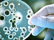 Остановить изменения климата может одна бактерия