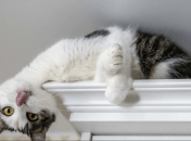 Кот залез высоко