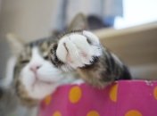 Тиждень буде відмінним для Левів, Терезів, Скорпіонів та Козорогів