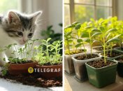 Регулярно поливайте рассаду и берегите ее от котиков