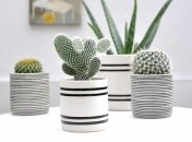 50 композиций из кактусов, которые украсят ваш дом