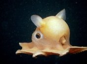 Как из мультфильма: на дне Индийского океана найден глубоководный осьминог