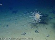 В Тихом океане обнаружили удивительное существо