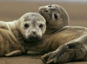 Животные, которых за 40 лет стало в два раза меньше по вине человека