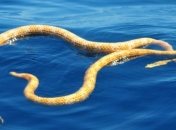 Вымершие рептилии были обнаружены живыми