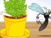 Рослини, які відлякують комах — розмарин, базилік та меліса