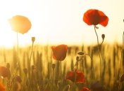 Теплые дни возращаются: прогноз погоды на 18-19 августа