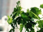 Економний спосіб готувати вітамінні салати у "несезон"