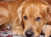 Ученые: собаки оказались особо чуткими животными