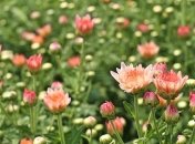 Эти яркие осенние цветы будут радовать глаз аж до первого снега