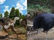 Ученые нашли неизвестный ранее вид динозавра