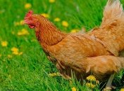 Украина теряет позиции среди экспортеров курятины в ЕС