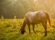 В Канаде при пожаре погибли 43 элитных коня