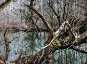 На Волыни дерево раздавило мужчину, собиравшего хворост в лесу