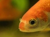 Ученые сделали неожиданное заявление о золотых рыбках