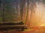 Осень не прекращает радовать: прогноз погоды на выходные