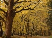 Ребенка, потерявшегося в лесу, - нашли