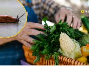 Слизни вредят качеству овощей