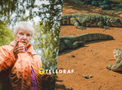 Курьезное видео о бабушке и крокодилах