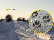 Шакали почали часто навідуватись в подвір'я людей на Одещині